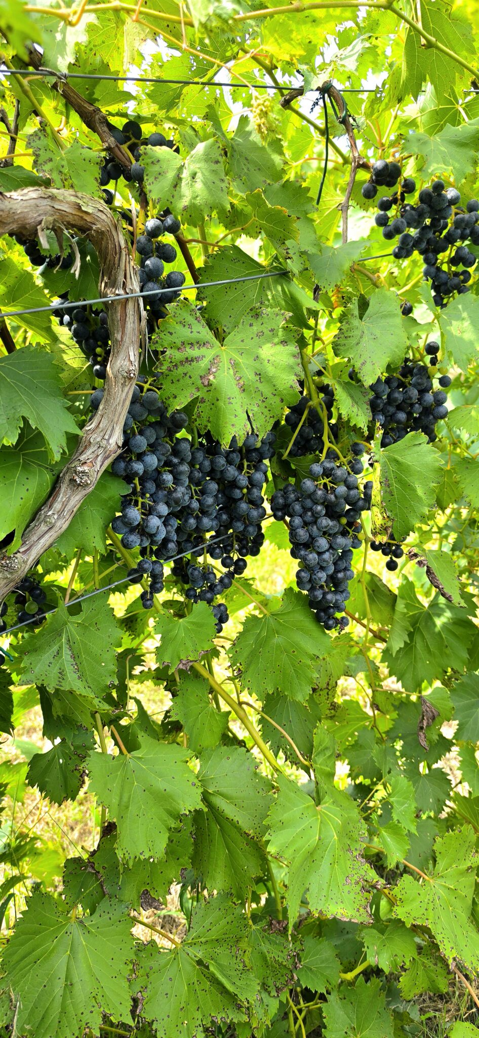 Ripe dark grape clusters on the vine at Apple Creek Vineyard